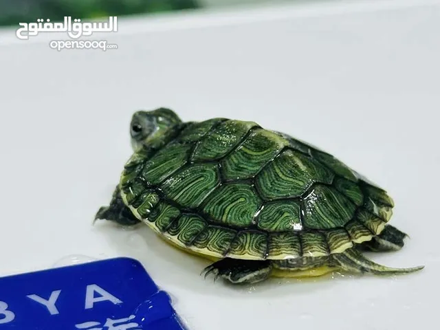 عروض نار سلاحف النينجا (ninja turtle) من حبات Black wolf بافضل الاسعار بالمملكه عروض أسبوع