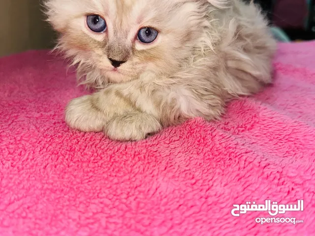 قط شيرازي سكني