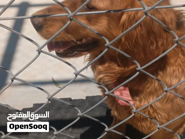 مسالمه اليفه