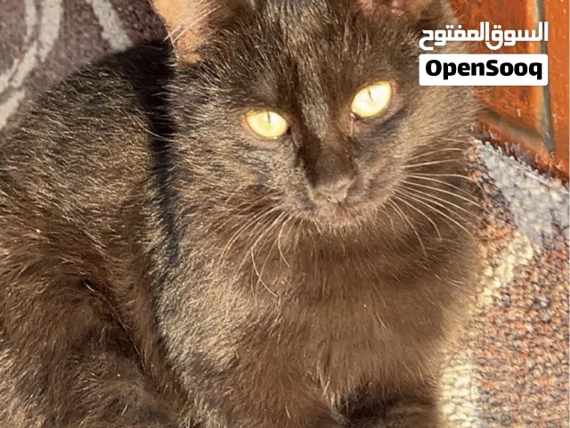 قط اسود محمر عمره 10 شهور