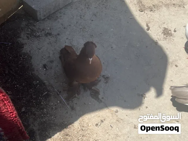 بصرة ياسين خريبط