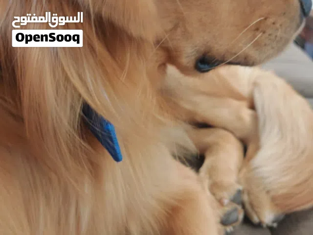 كلب جولدن رتريفير golden retriever