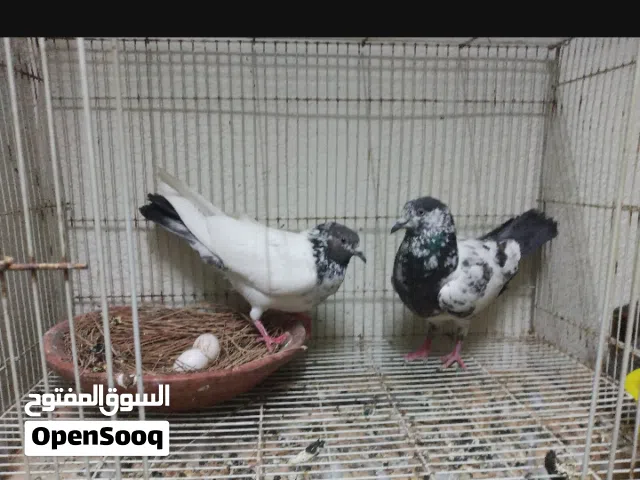تم توفير كميه محدوده من الحمام الباكستاني و مستويات تبارك الله و أسعارنا تبدأ من 25 لين 100 درهم فقط