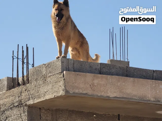 كلب جرمن عظم عريض شعر كثيف صنعاء  ذكر جرمن للبيع  العنوان صنعاء الاصبحي امام الشلال تم تخفيض السعر30