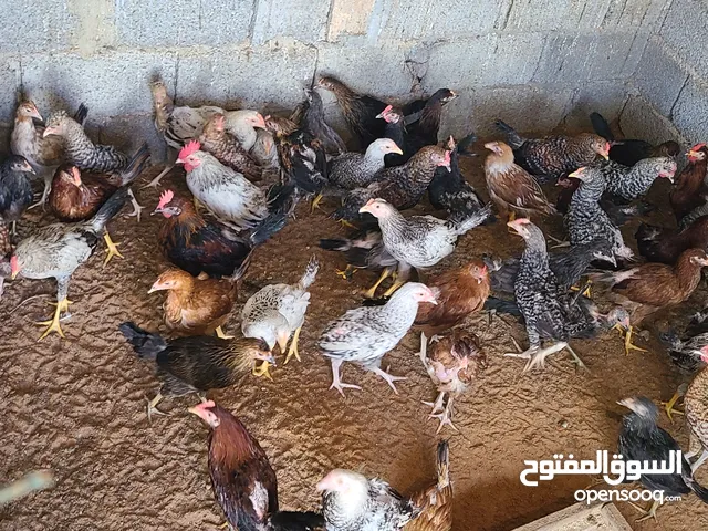 دجاج و انواع مخلطه ب 20 و 18 بس