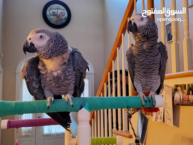 African gray parrots