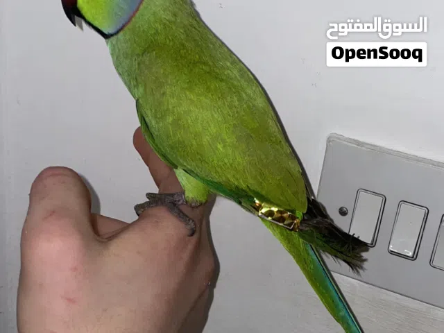 ببغاء بيبي متو اقرأ الوصف