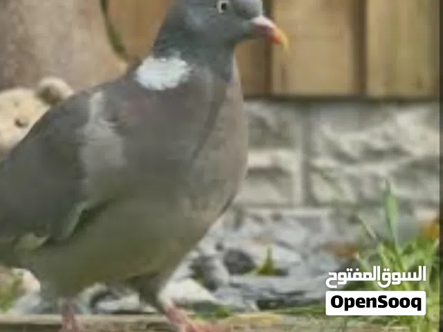 للبيع جمله يمام روشن وأفريقي وياكريم