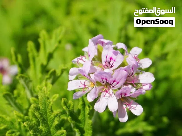 عطر واكليل مقطر للبيع