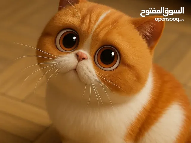 قطط اسكوتش للتصفية