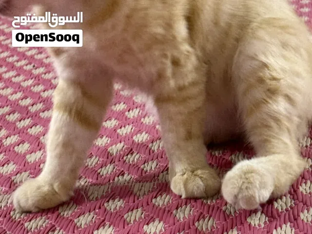 سنورً للبيع