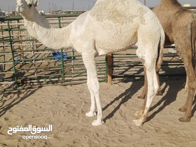 للبيع قعدان محليه فاخره يوجد خدمه توصيل جميع مناطق الكويت