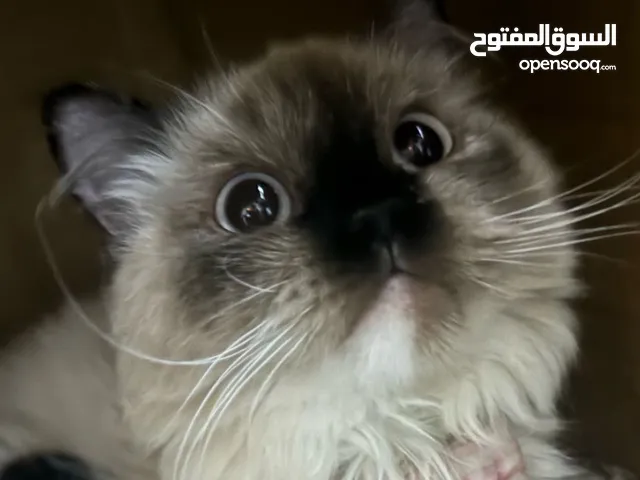 قطه هملاياً للتبني بدواعي السفر