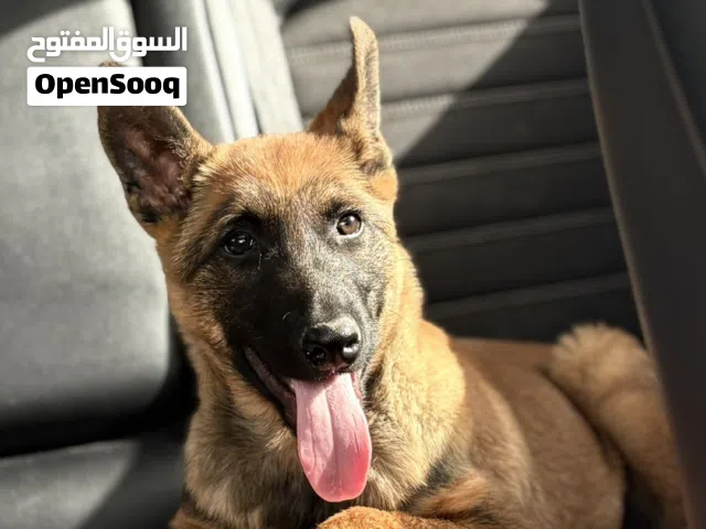 كلب مالينو للبيع بس مغري
