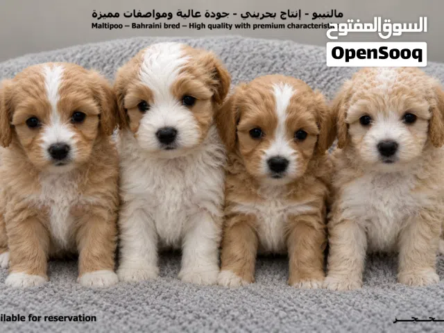 مالتيبو للحجز  MALTIPOO For reservation