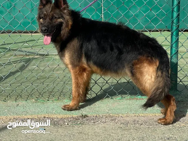 جيرمن شيبرد