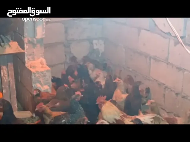 جاج بلدي نخب أول