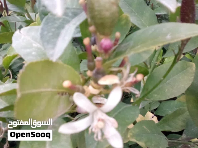 شجر ليمون شهري ا ربع سنوات حمال
