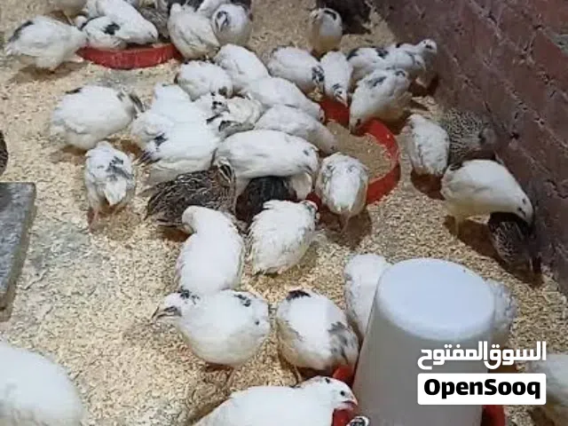 توفر بيض سمان