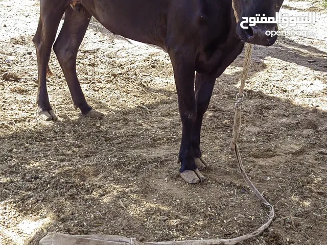 بقره نمساوي على جرسي