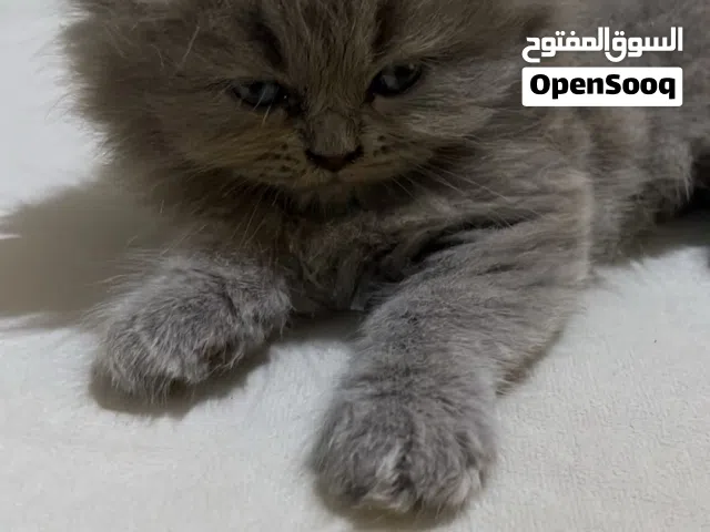 قطط للبيع.
