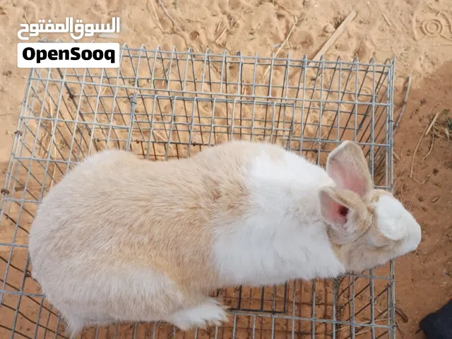 اتنين ذكور للبيع