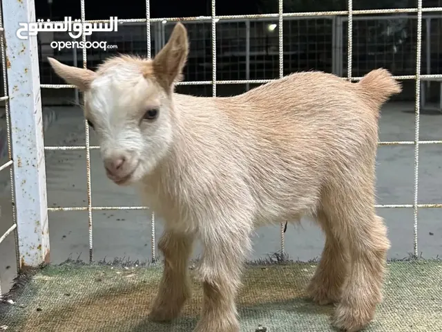 ماعز القزم للبيع