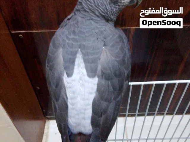 AFRICAN GREY/CASCO