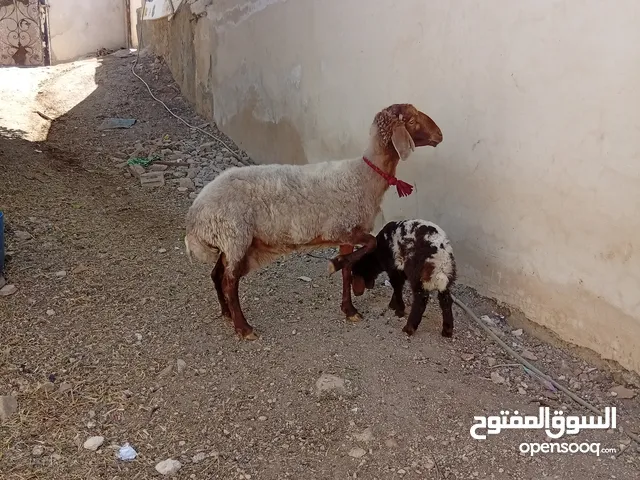 بسم الله نعجه سن ريشه الحبه وراها عابوره رويانه حليب الموقع ارب