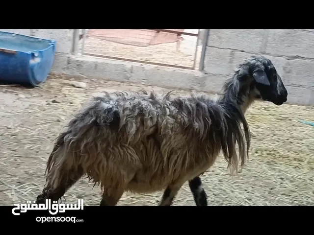 للبيع جاعده عمانيه ( الوصف مهم)