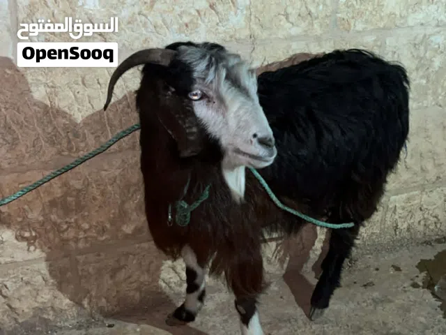 عنز بلديه سن ريشة الحبه للبيع عشار شهر