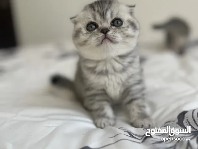 Scottish fold girl