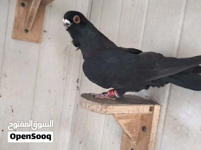 فحل ذباني اسود وطير نورية للبيع