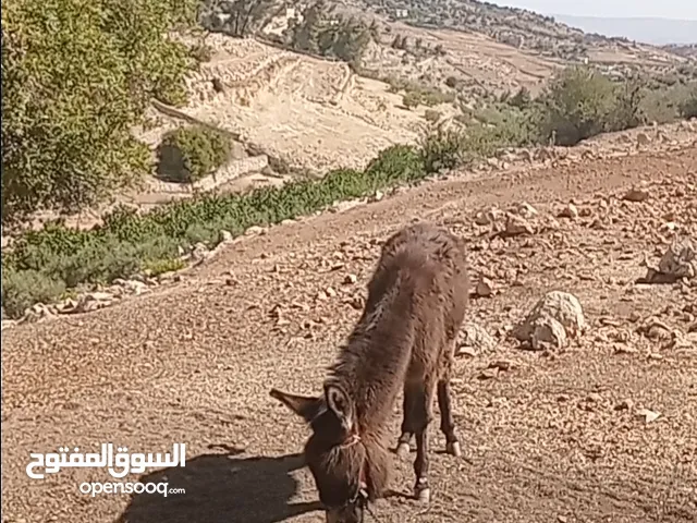 كر للبيع عمره سنه تقريبن