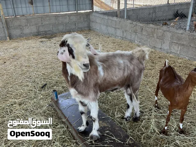 ماشالله تبارك رحمان تيس سعيدي فحل للإنتاج أو الذبح