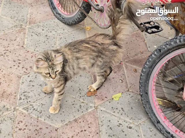 قطة شيرازية للبيع بسعر مغري