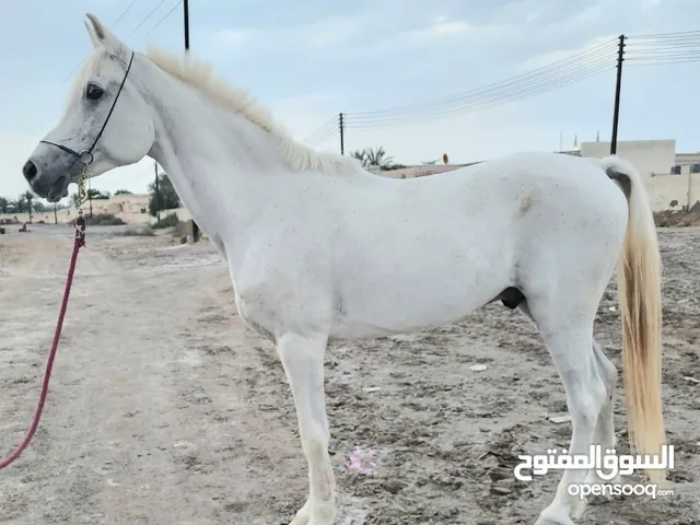 حصان خصي جمال