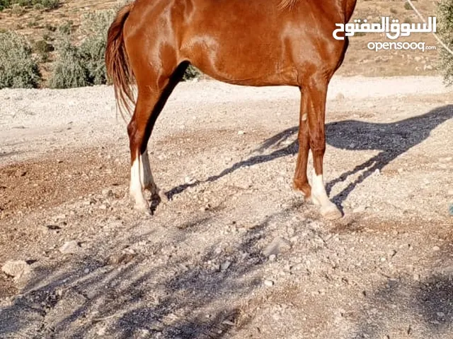 مهره بنت إبن غيلان قطعه وافيه