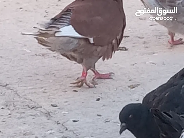 جواز حمام كينج للبيع الجوز ب30دينار