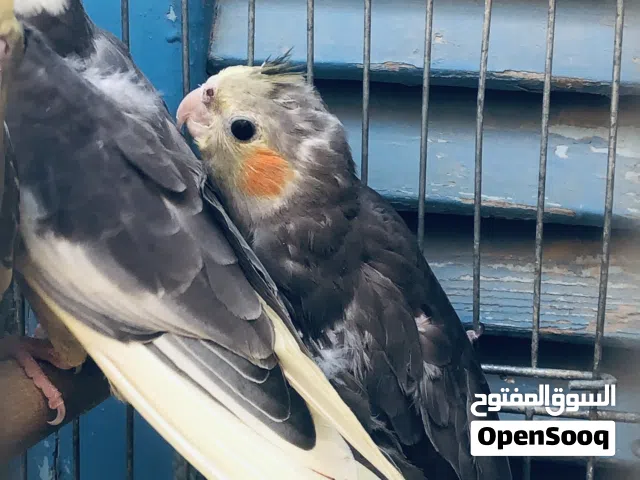 اقرا الوصف