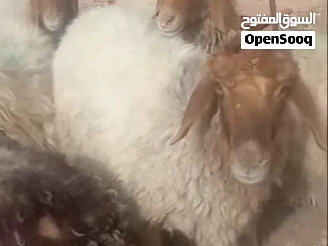 مطلوب خرفان و عبور ب سعر معقول