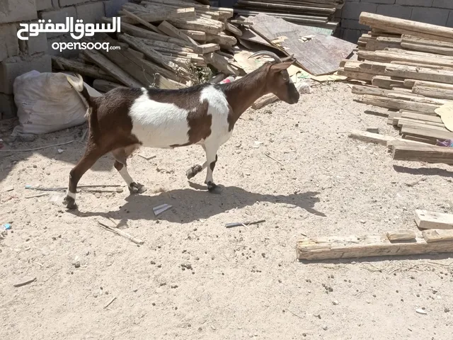 صخول قطريات خط اول