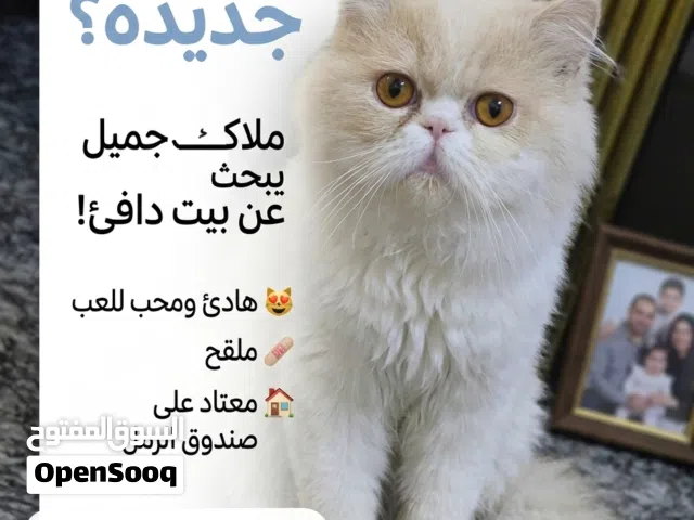 قط جميل يبحث عن عائلة محبة وهادئة (للتبني)