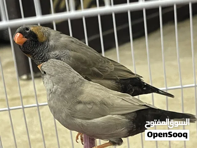 السلام عليكم زوز كوبيات زيبرا شاركول  ربي يبارك