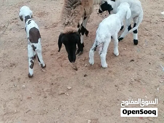 زوز نعاج واحدة تنيةتحتها تلاثة حولي لها وزوز حلويات  مرومات ،، ونعجة سداس كيف راقية اول جمع تقريب