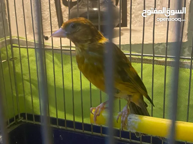 عصفور حسون بندوق بصلاة على النبي على هاد الرقم