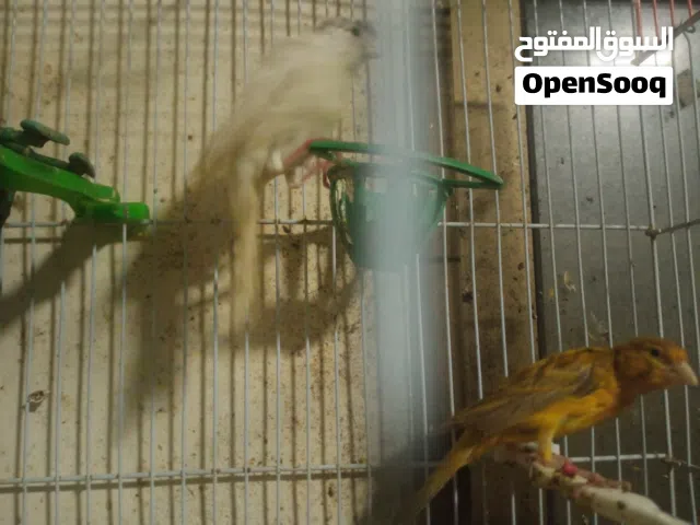 طوابير حسون جاهزة وجوز كنار فل لافات تفاصيل