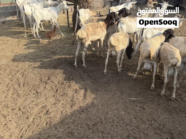 كباشه وتيوسه 21 راس