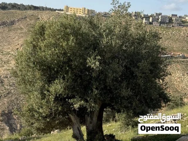 Farm Land for Sale in Amman Al Gardens