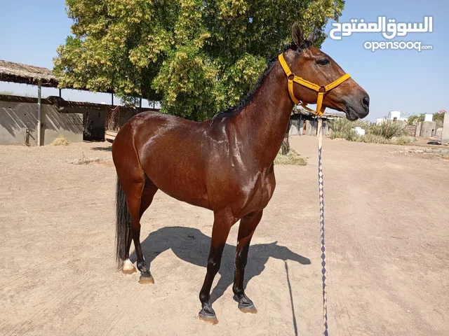 فرس مهجنه للبيع